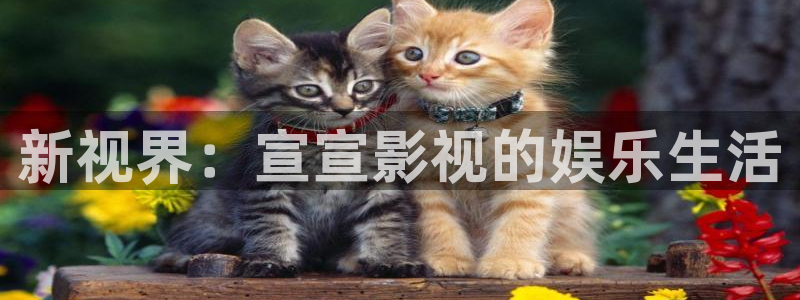 樱花动漫在线观看动漫免费观看：新视界：宣宣影视的娱乐生活